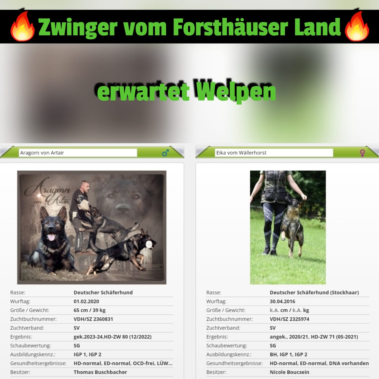 03.06.2023: Zwinger vom Forsthäuser Land erwartet Welpen 03.06.2023: Zwinger vom Forsthäuser Land erwartet Welpen